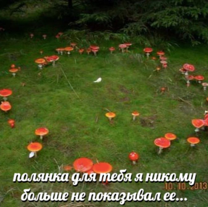 полянка для тедя я никому дольше не показывал ее...
