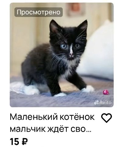 Маленький котёнок мальчик ждет CBO... 15