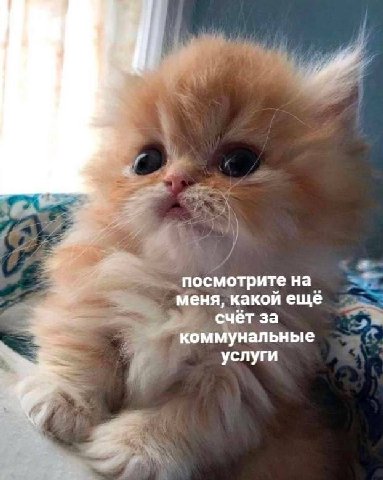 посмотрите на меня, какой еще счёт за коммунальные услуги