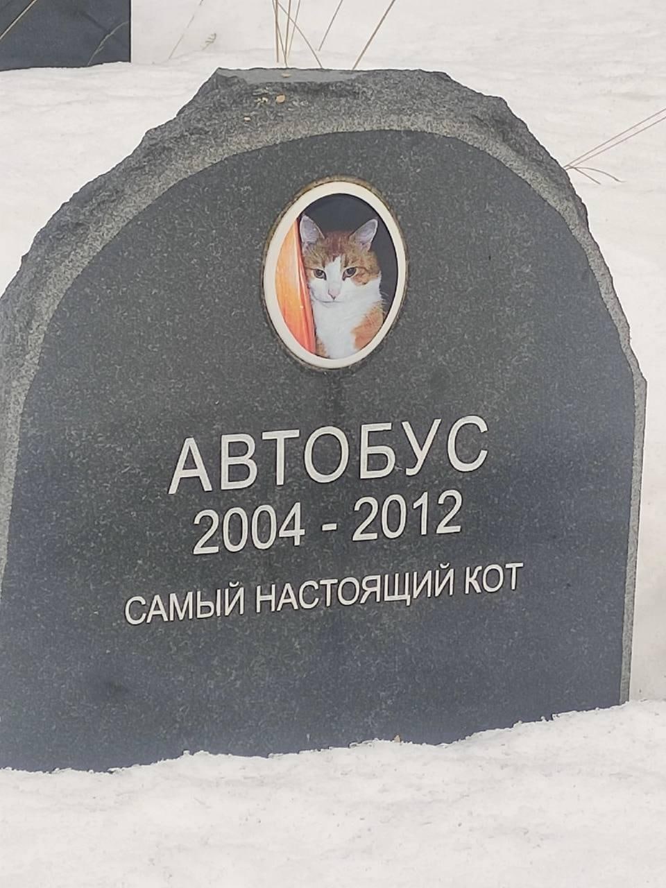 АВТОБУС 2004 2012 САМЫЙ НАСТОЯЩИЙ КОТ