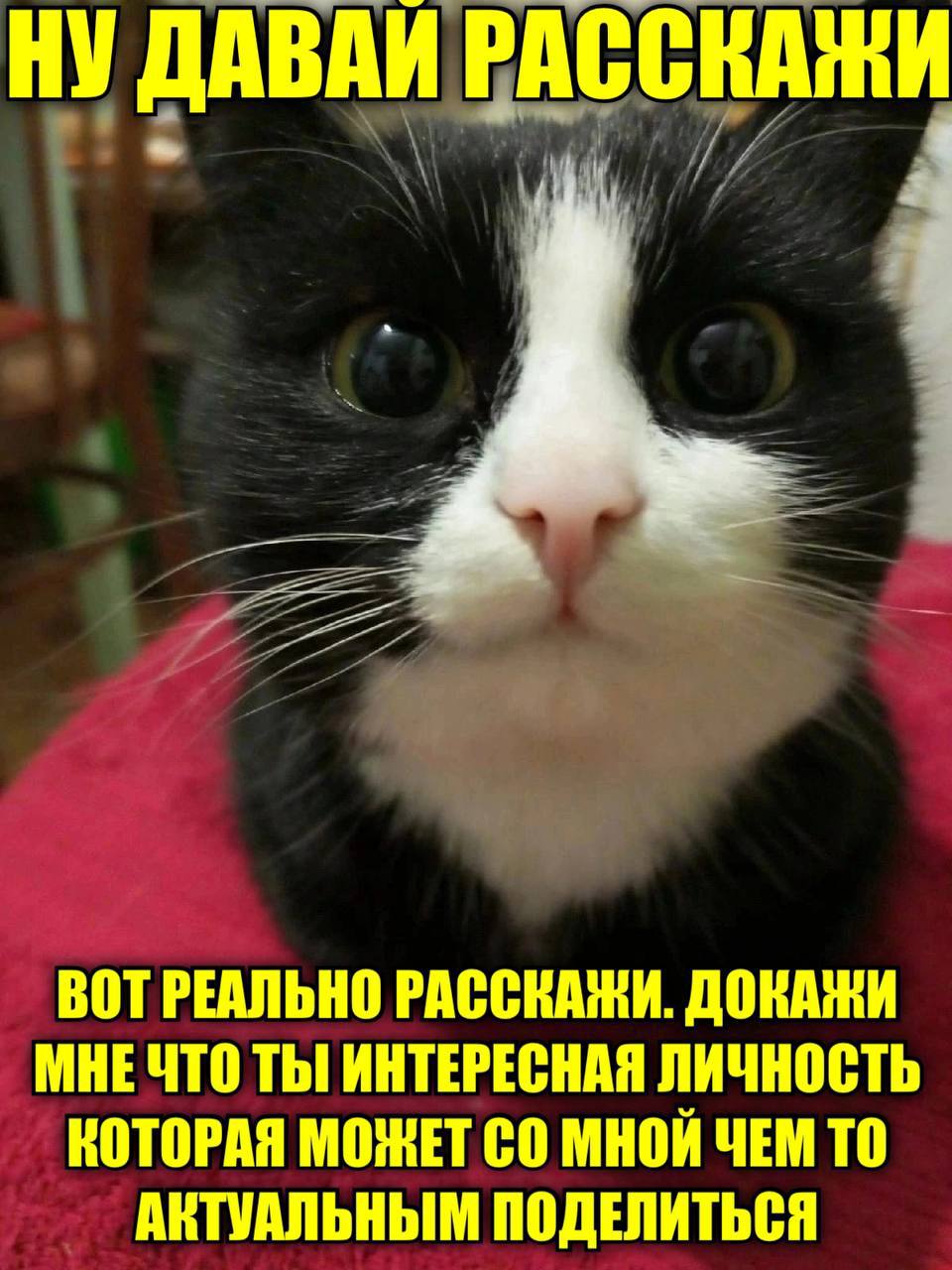 ДАВАИ РАССКАЖИ ВОТ РЕАЛЬНО РАССКАЖИ. ДОКАЖИ МНЕЧТО ТЫ! ИНТЕРЕСНАЯ ЛИЧНОСТЬ КОТОРАЯ МОЖЕТ МНОЙ ЧЕМ ТО АКТУАЛЬНЫМ ПОДЕЛИТЬСЯ