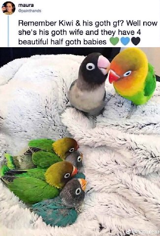 maura @painthands Remember Kiwi his goth Well now she's his goth wife and they have 4 beautiful half goth babies 1 2 4 0% 44