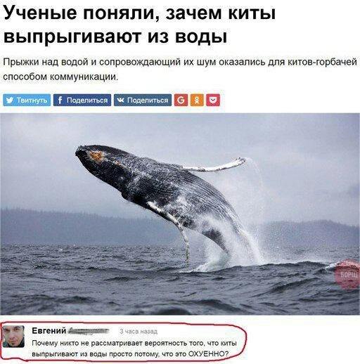 Ученые поняли, зачем киты выпрыгивают из воды Прыжки над водой и сопровождающий шум оказались для китов-горбачей способом коммуникации. [9) Евгений назад Почему никто не рассматривает вероятность того