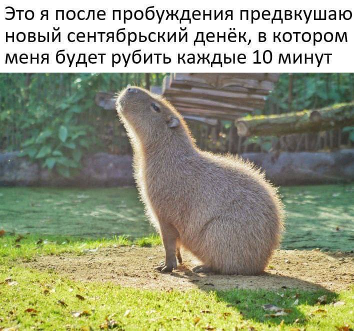 Это я после пробуждения предвкушаю новый сентябрьский денёк, в котором меня будет рубить каждые 10 минут