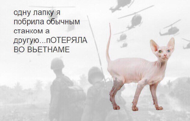 одну лапк побрила с станком а ПОТЕРЯЛА ВО ВЬЕТНАМЕ 87 у.