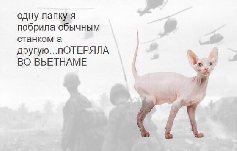 одну лапк побрила с станком а ПОТЕРЯЛА ВО ВЬЕТНАМЕ 87 у.