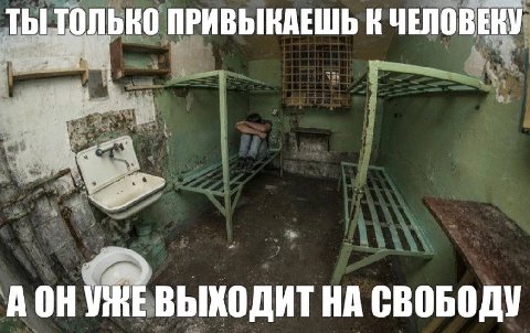 ТЫ ТОЛЬКО ПРИВЫКАЕШЬ К ЧЕЛОВЕКУ AOH ВЫХОДИТ НА СВОБОДУ
