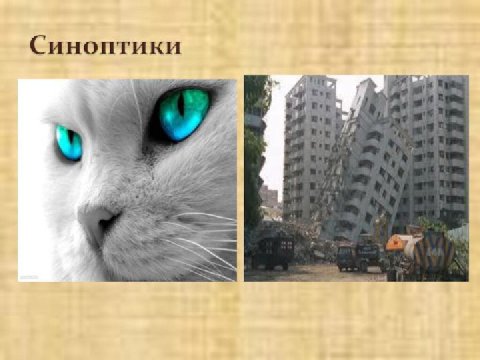 Синоптики