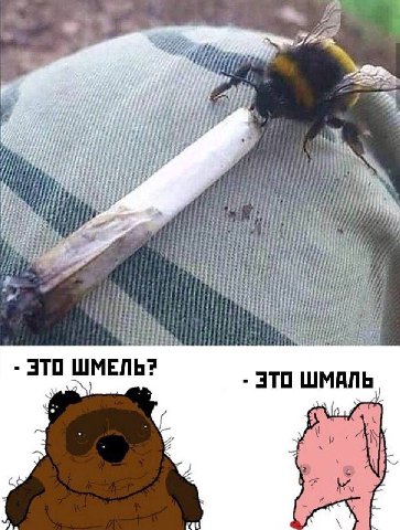 iis i ЭТО ШМЕЛЬ? ЭТО ШМАЛЬ