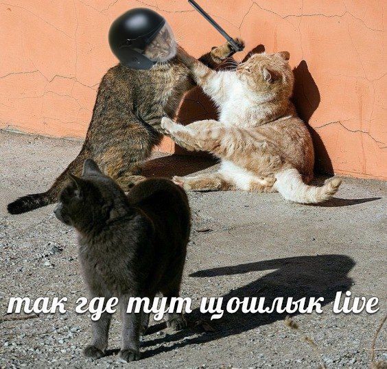 так где тут шошлиык live