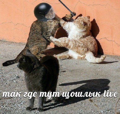 так где тут шошлиык live