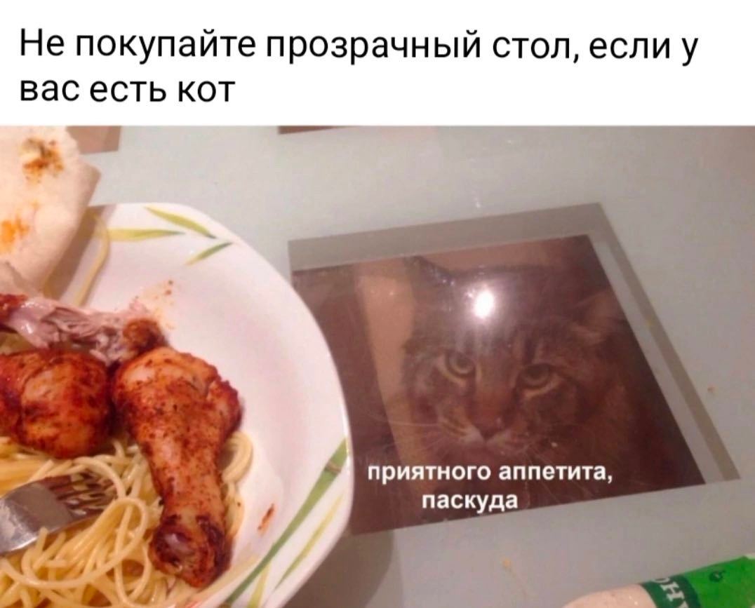 Не покупайте прозрачный стол, если у вас есть кот приятного аппетита, паскуда 4