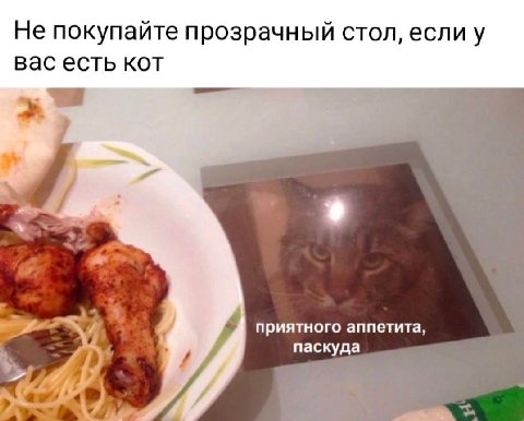 Не покупайте прозрачный стол, если у вас есть кот приятного аппетита, паскуда 4