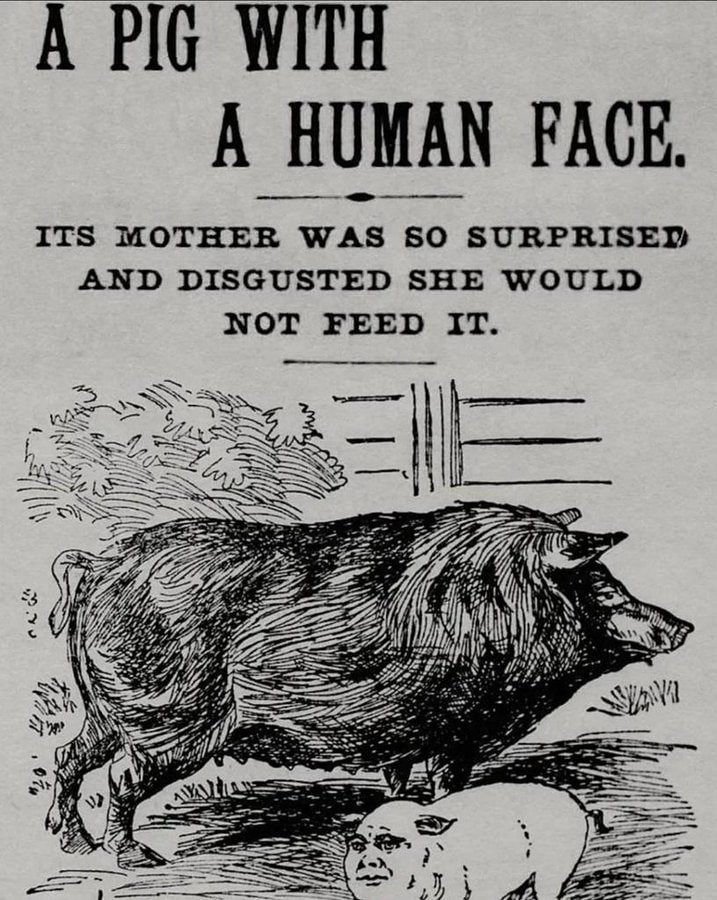 A PIG WITH A HUMAN PACE. ITS MOTHER WAS SO SURPRISED AND DISGUSTED SHE WOULD NOT FEED IT. 7 ISS Leg 7 4, Я