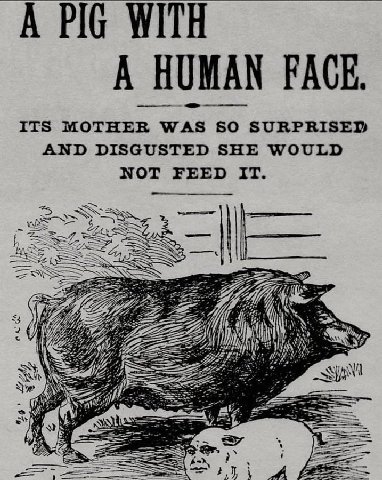 A PIG WITH A HUMAN PACE. ITS MOTHER WAS SO SURPRISED AND DISGUSTED SHE WOULD NOT FEED IT. 7 ISS Leg 7 4, Я