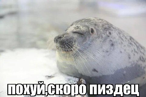 4 AS AN СКО пиздец