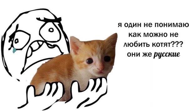 я один не понимаю как можно не любить котят??? они же русские