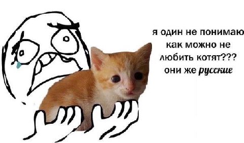 я один не понимаю как можно не любить котят??? они же русские