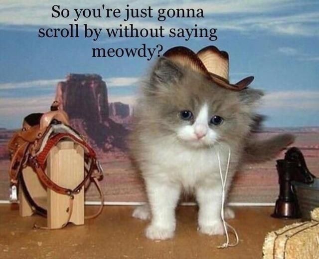 So you're just gonna without saying scroll meowdy?.