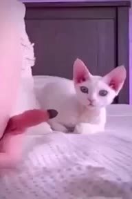 мем