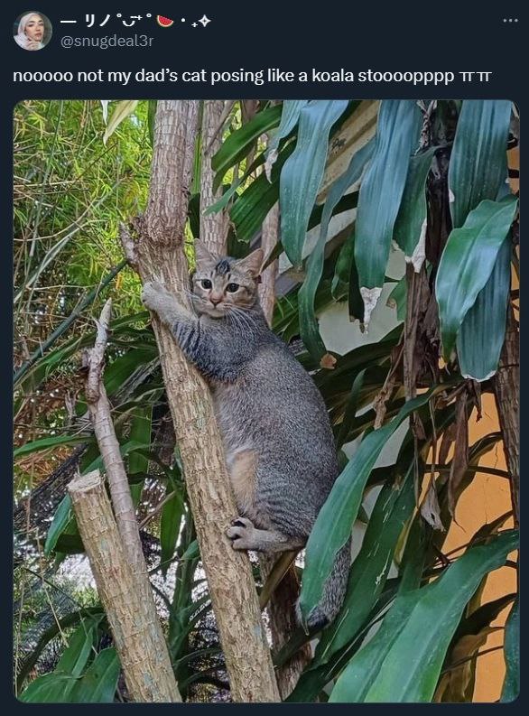 noocoo not dad’s cat posing like a koala stoooopppp тгтг Ary i 1 Я и у 4