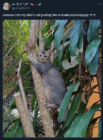 noocoo not dad’s cat posing like a koala stoooopppp тгтг Ary i 1 Я и у 4