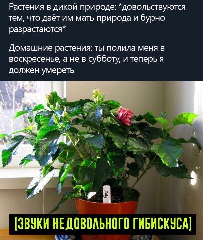Растения в дикой природе: *довольствуются тем, что даёт мать природа и бурно разрастаются* Домашние растения: ты полила меня в воскресенье, а не в субботу, и теперь я должен умереть 7 4 [ЗВУКИ НЕДОВОЛ