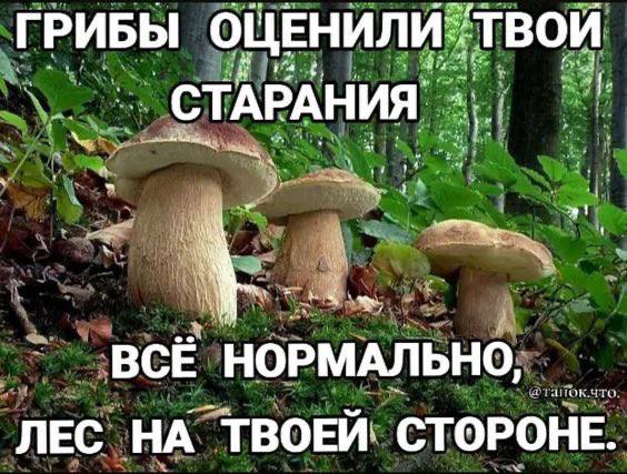ГРИБЫ ОЦЕНИЛИ-ТВОИ ВСЁ НОРМАЛЬНО, ЛЕС НА ТВОЕЙ. СТОРОНЕ.