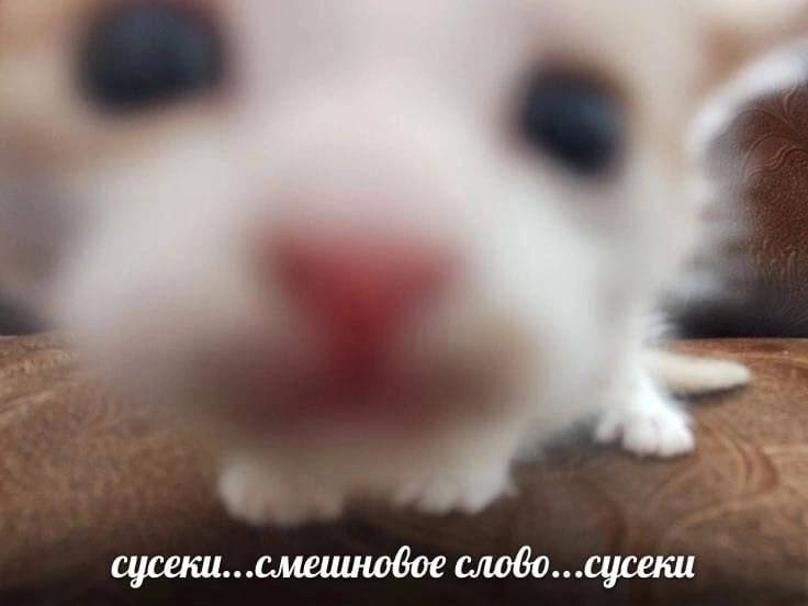 сусеки...смешновое