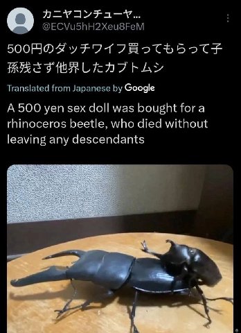 @ECVu5hH2Xeu8FeM Translated from Japanese Google А 500 yen sex doll was bought for a rhinoceros beetle, who died without leaving any descendants