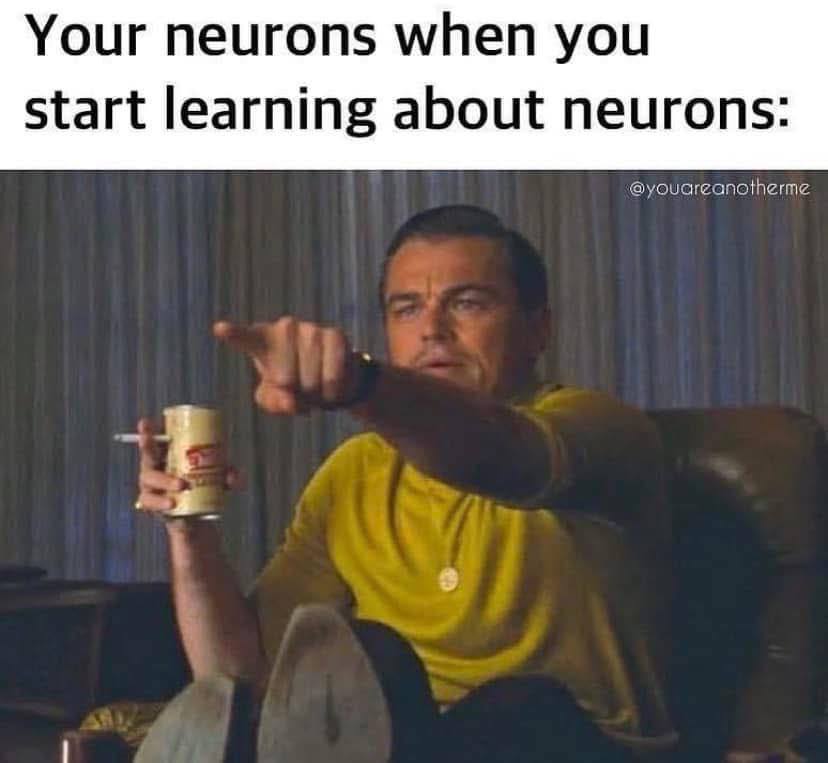 Your neurons when you start learning about neurons: