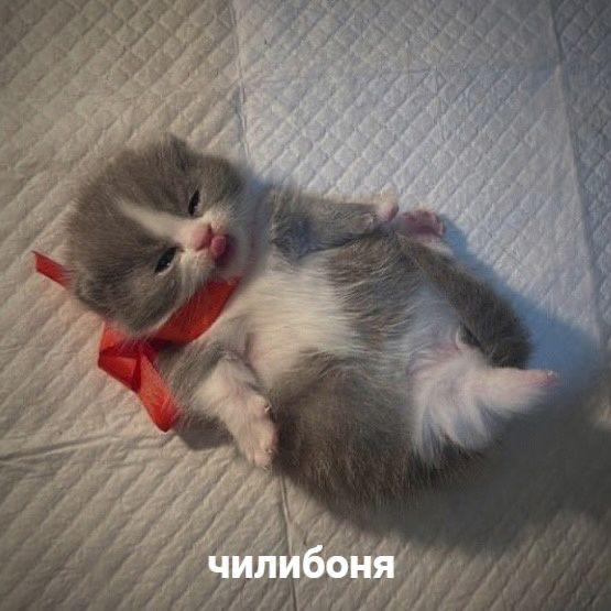 чилибоня