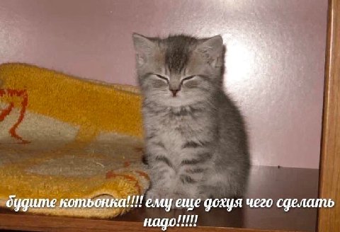 4. дудите котьонка!!!! ему еще дохуя чего сделать надо!!!!!