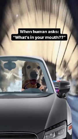 When human asks: “What's in your mouth??” я