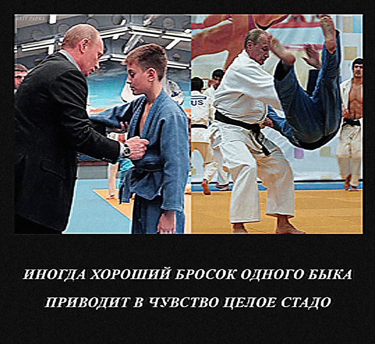 ELIT PAPKE a в ИНОГДА ХОРОШИЙ БРОСОК ОДНОГО БЫКА ПРИВОДИТ В ЧУВСТВО ЦЕЛОЕ СТАДО