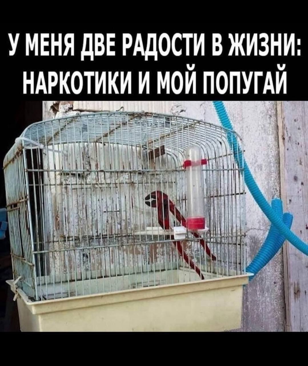 УМЕНЯ ДВЕ РАДОСТИ В ЖИЗНИ: У НАРКОТИКИ И МОИ ПОПУГАИ