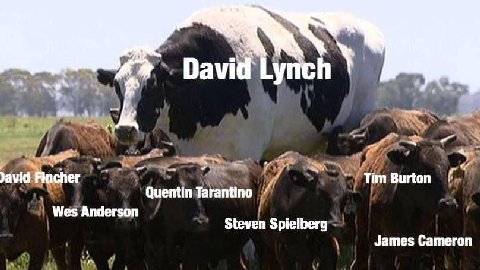 David Lynch Tim Burton Quentin Tarantino Wes Anderson Steven Spielberg James Cameron
