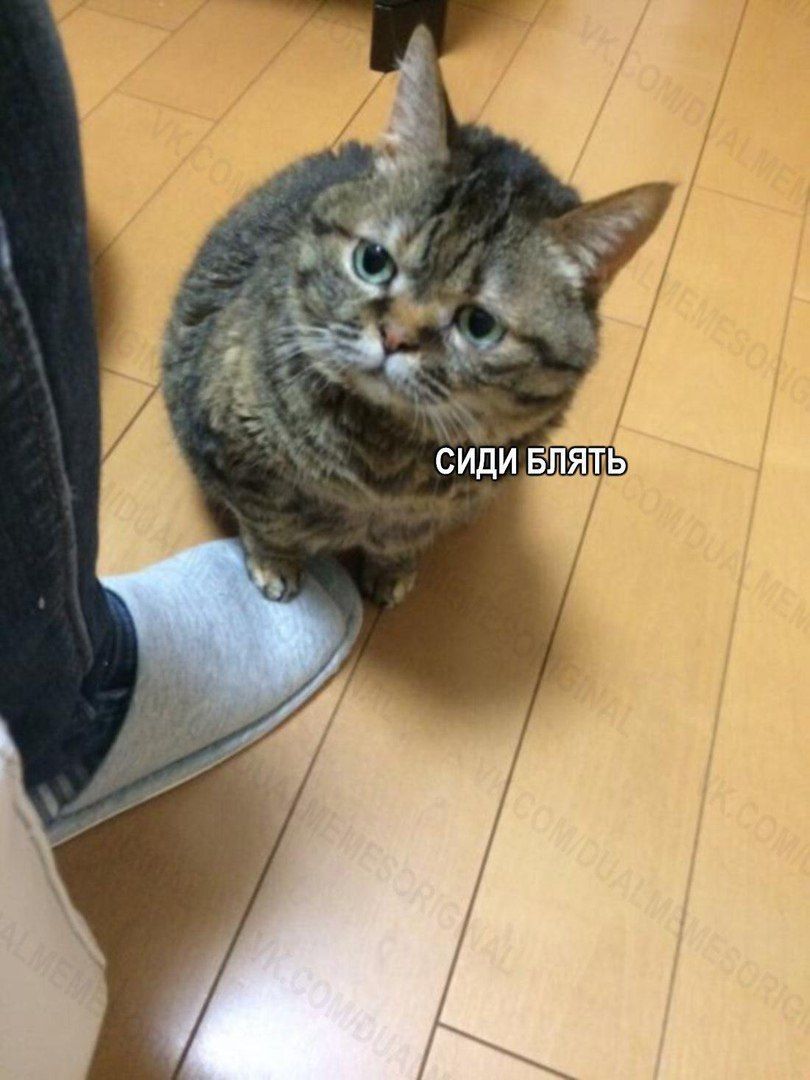 СИДИ БЛЯТЬ у