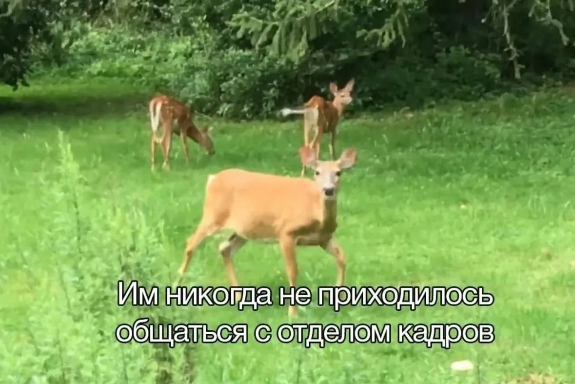 4. не приходилось С отделом кадров