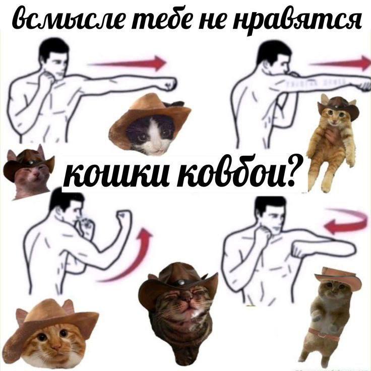 тебе He кошки ковбои?