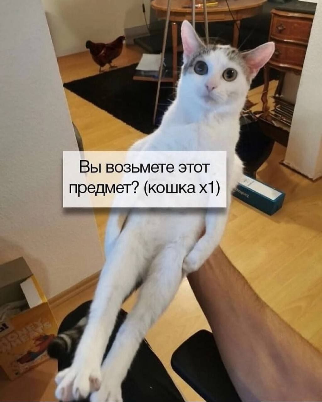 A Вы возьмете этот предмет? (кошка