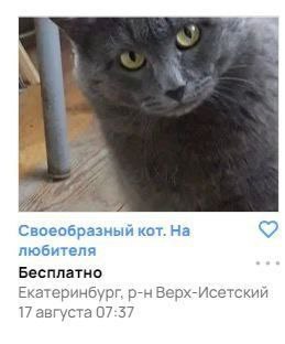 Своеобразный кот. любителя Бесплатно Екатеринбург, Верх-Исетский 17 августа 07:57
