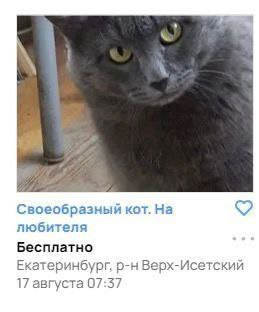Своеобразный кот. любителя Бесплатно Екатеринбург, Верх-Исетский 17 августа 07:57