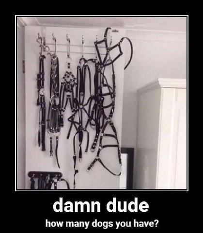 damn dude how many dogs you have?