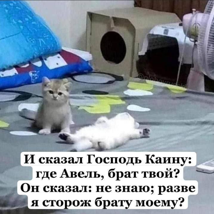 И сказал Господь Каину: где Авель, брат твой? Он сказал: не знаю; разве я сторож брату моему?