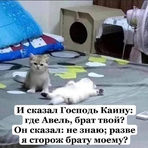 И сказал Господь Каину: где Авель, брат твой? Он сказал: не знаю; разве я сторож брату моему?