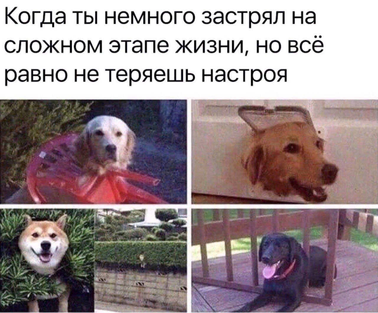 Когда ты немного застрял на сложном этапе жизни, но всё равно не теряешь настроя