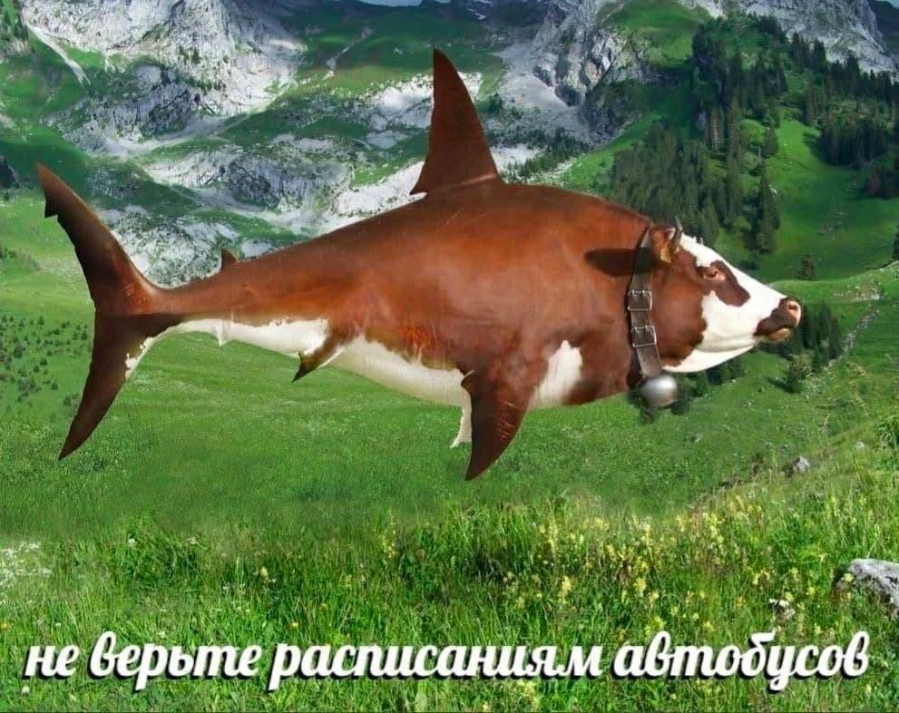 we _не верьте расписаниям автобусов