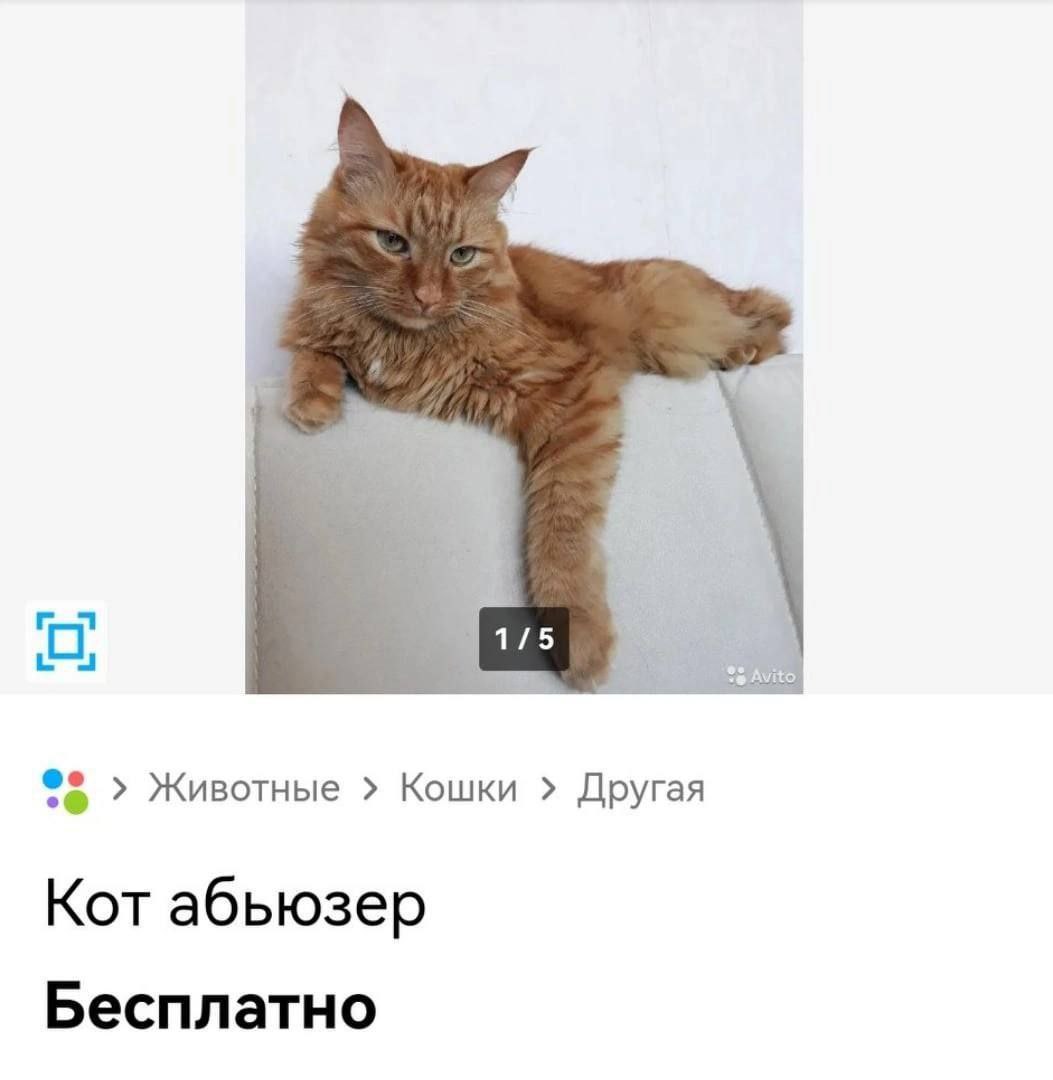 О Животные Кошки Другая Кот абьюзер Бесплатно