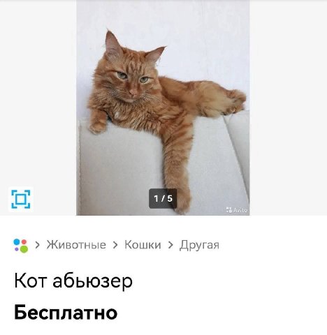 О Животные Кошки Другая Кот абьюзер Бесплатно